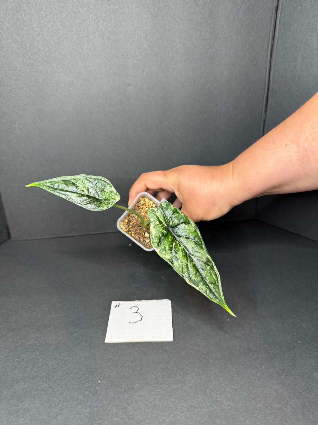 Alocasia Dragon Scale Mint #3