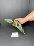 Alocasia Dragon Scale Mint #3