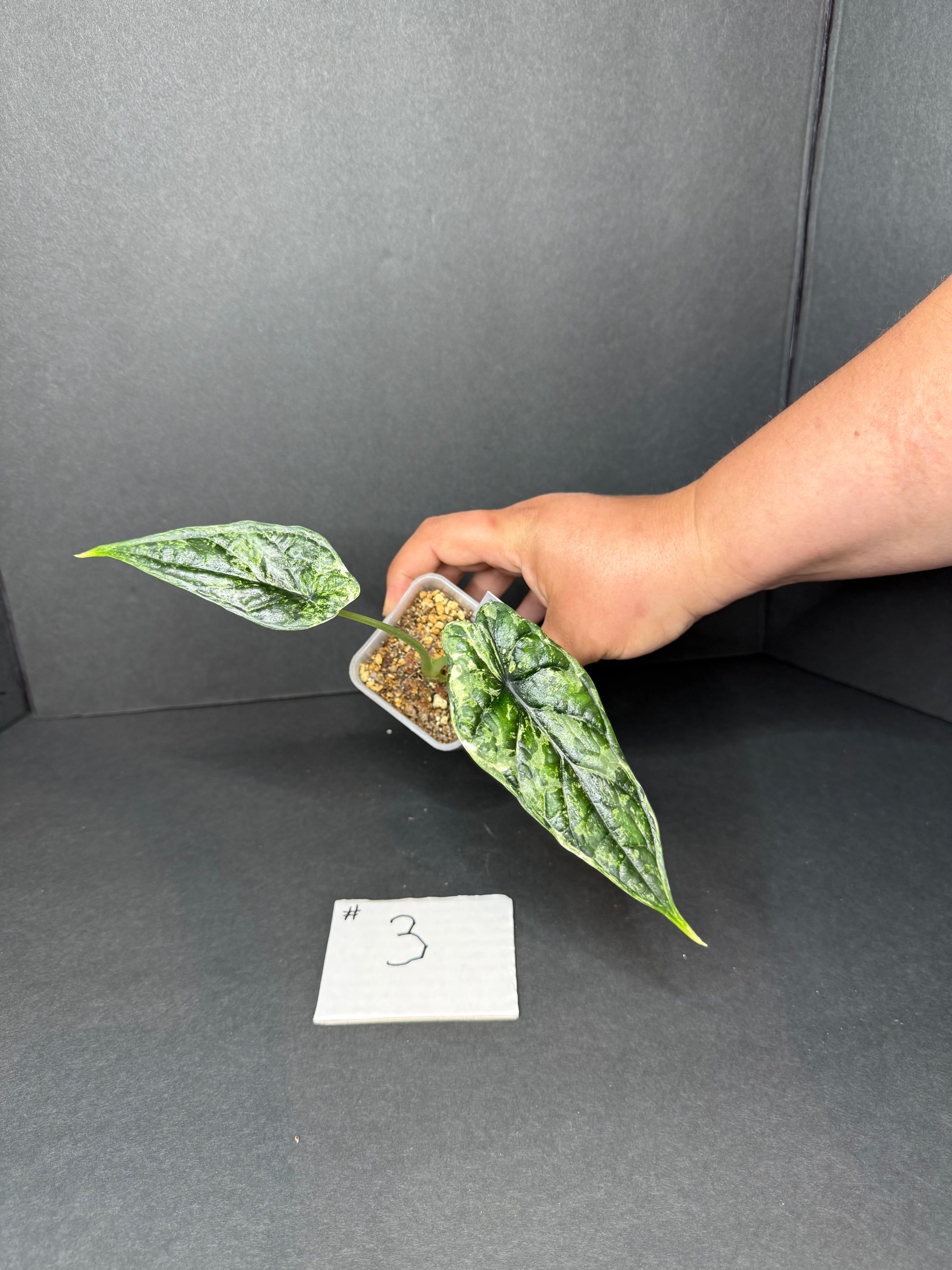 Alocasia Dragon Scale Mint #3