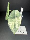 Alocasia Melo Albo Teen