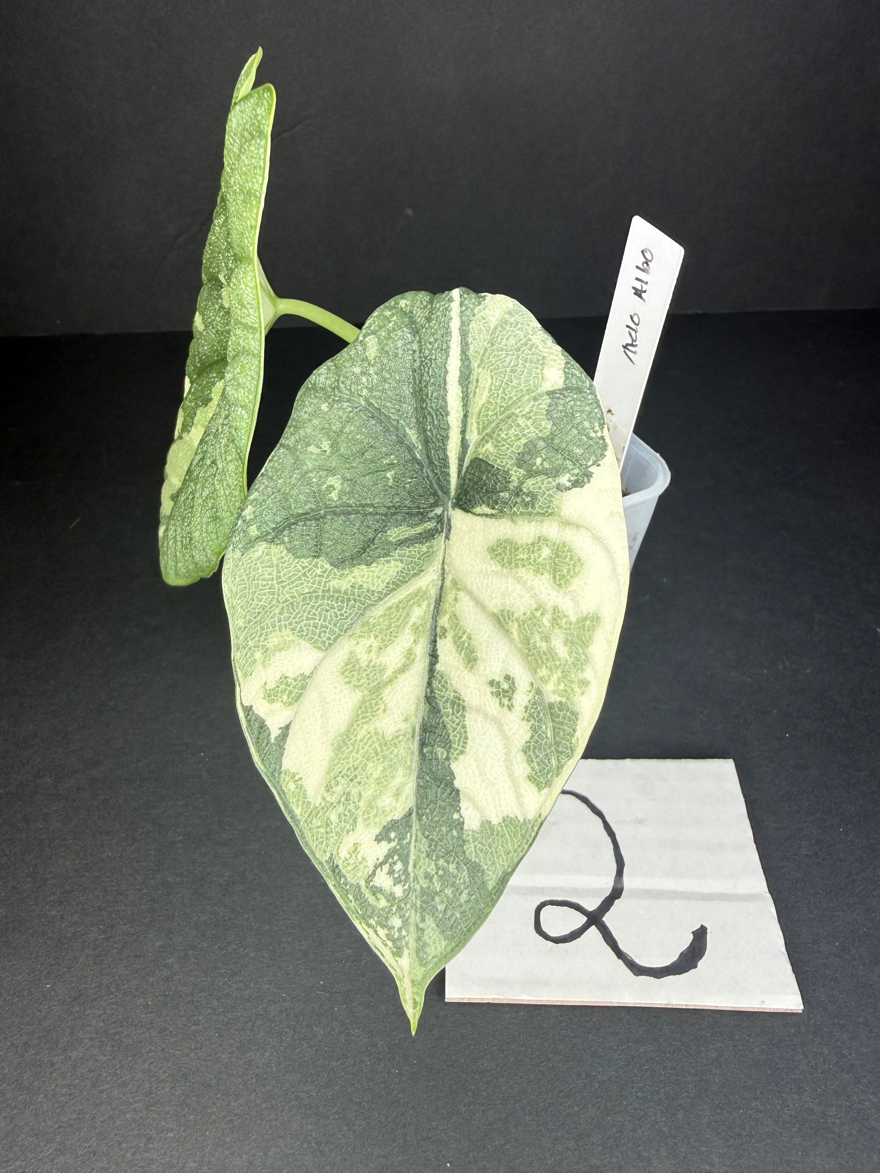 Alocasia Melo Albo Teen