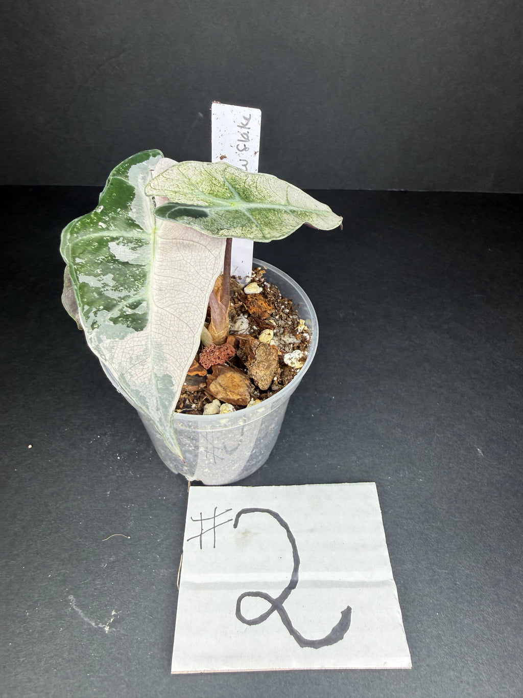 Alocasia Pink Polly Snowflake #2