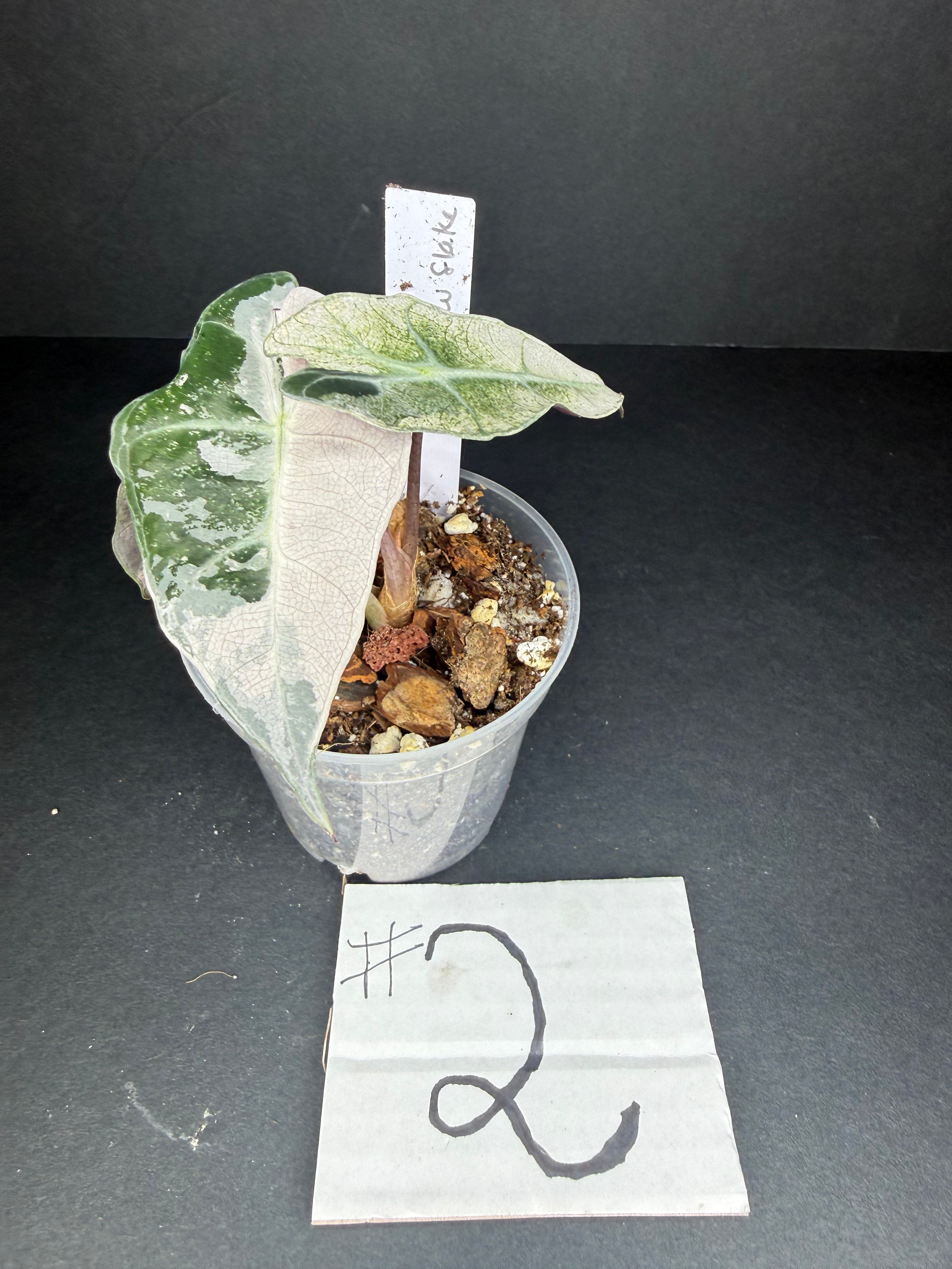 Alocasia Pink Polly Snowflake #2
