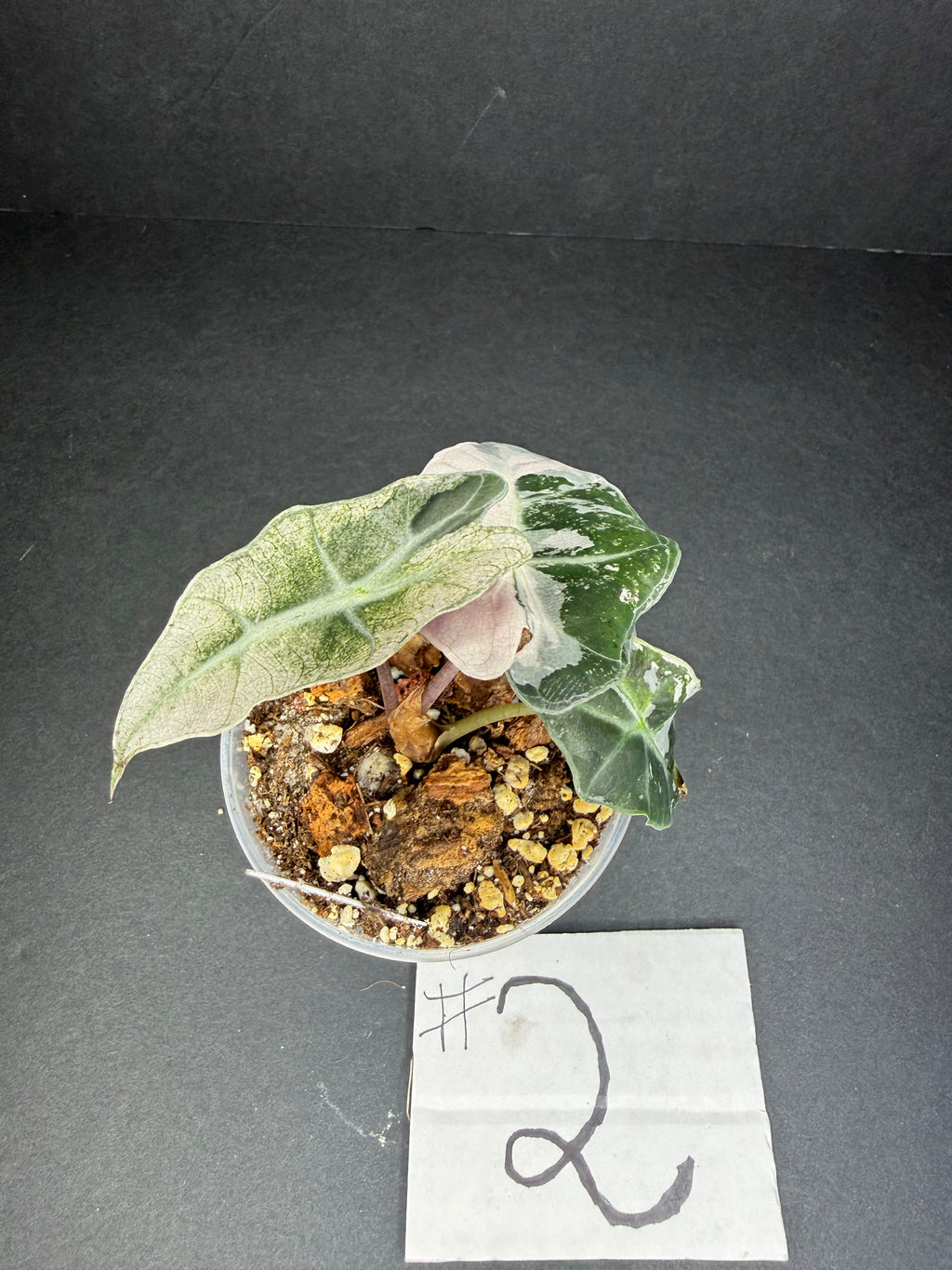 Alocasia Pink Polly Snowflake #2