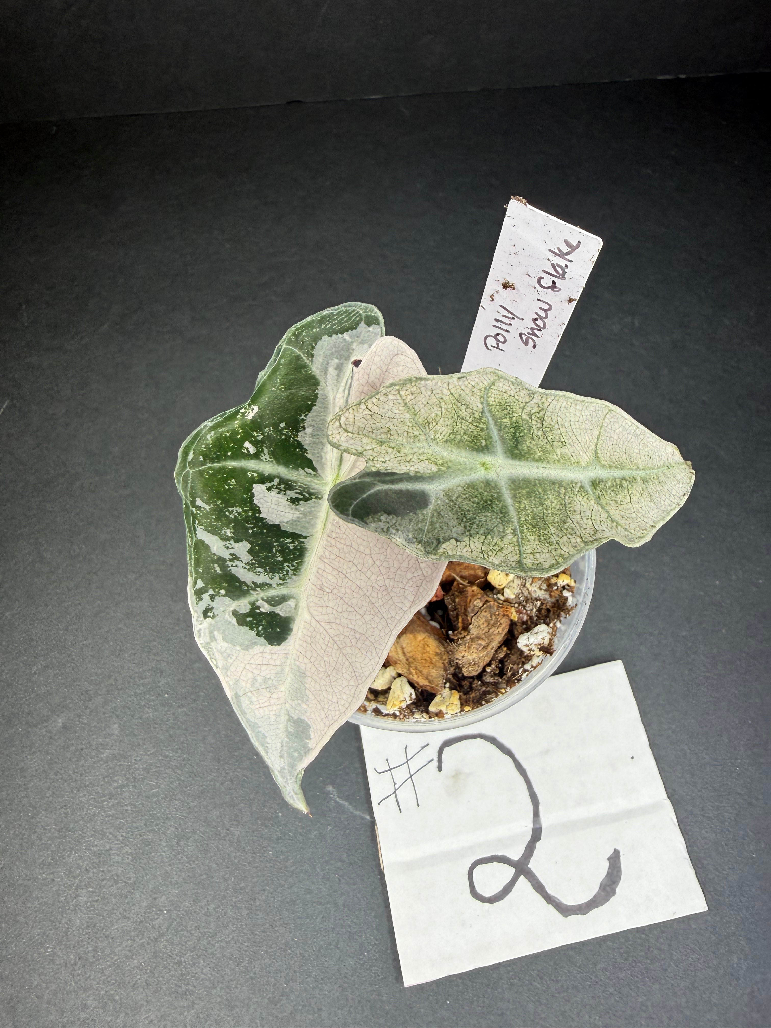 Alocasia Pink Polly Snowflake #2